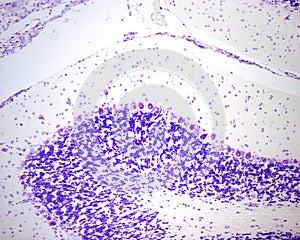 Cerebellar cortex. Cresyl violet photo