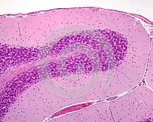 Cerebellar cortex folium photo