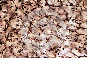 Cerebellar cortex. Granular layer