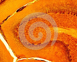 Cerebellar cortex. Silver stain