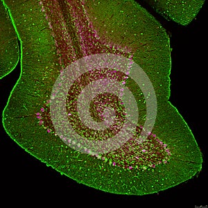 Cerebellar folium, confocal image photo