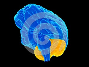 the cerebellum