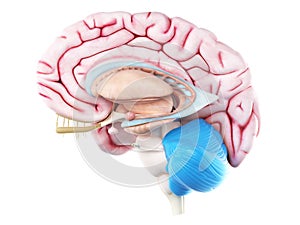 The cerebellum