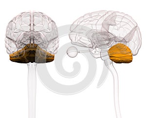 Cerebellum Brain Anatomy - 3d illustration photo