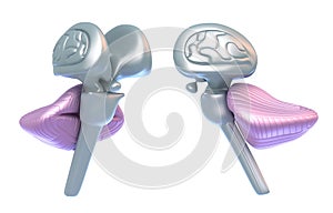 Cerebellum with brain stem