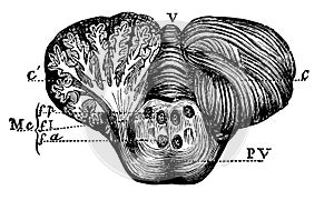 Cerebellum and pons Protuberantia annularis. photo