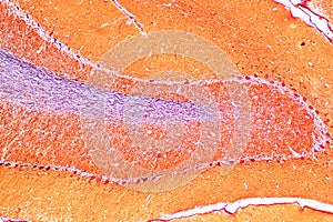 Cerebellum, Thalamus, Medulla oblongata, Spinal cord and Motor Neuron human under the microscope.