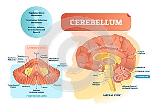 Cerebellum vector illustration. Medical labeled diagram with internal view. photo