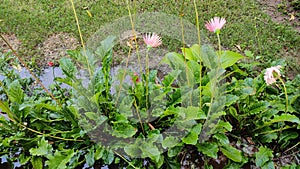 Cerebra flower plants in the garden