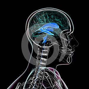 The cerebral aqueduct, 3D illustration.