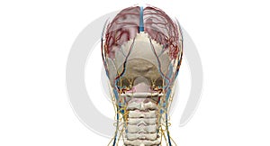 Cerebral circulation is the movement of blood through a network of cerebral arteries and veins supplying the brain