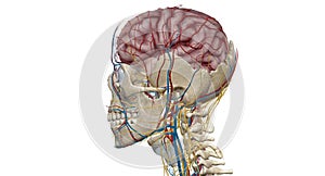 Cerebral circulation is the movement of blood through a network of cerebral arteries and veins supplying the brain