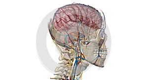 Cerebral circulation is the movement of blood through a network of cerebral arteries and veins supplying the brain