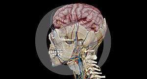 Cerebral circulation is the movement of blood through a network of cerebral arteries and veins supplying the brain