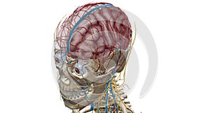 Cerebral circulation is the movement of blood through a network of cerebral arteries and veins supplying the brain