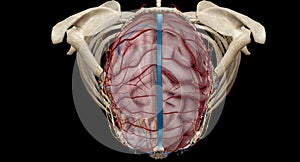 Cerebral circulation is the movement of blood through a network of cerebral arteries and veins supplying the brain