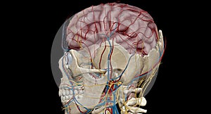 Cerebral circulation is the movement of blood through a network of cerebral arteries and veins supplying the brain