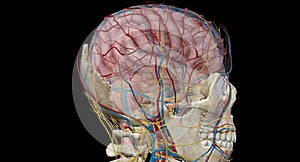 Cerebral circulation is the movement of blood through a network of cerebral arteries and veins supplying the brain