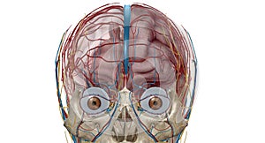 Cerebral circulation is the movement of blood through a network of cerebral arteries and veins supplying the brain