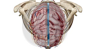 Cerebral circulation is the movement of blood through a network of cerebral arteries and veins supplying the brain