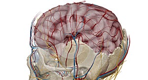 Cerebral circulation is the movement of blood through a network of cerebral arteries and veins supplying the brain