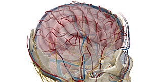 Cerebral circulation is the movement of blood through a network of cerebral arteries and veins supplying the brain