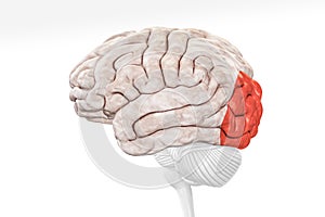 Cerebral cortex occipital lobe in red color profile view isolated on white background 3D rendering illustration. Human brain photo