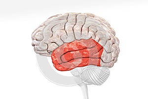 Cerebral cortex temporal lobe in red color profile view isolated on white background 3D rendering illustration. Human brain