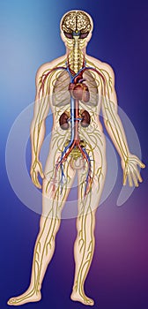 Cerebro Illustration of the nervous and circulatory systems of the human body photo