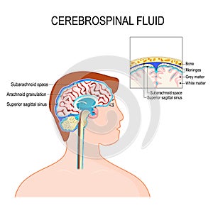 Cerebrospinal fluid CSF is a clear fluid in the brain and spinal cord photo