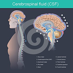 Cerebrospinal fluid CSF It protects the brain and spinal cord from impact, eliminates waste from the brain and spinal cord photo