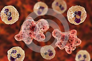 Cerebrospinal fluid smear containing brain-eating amoeba Naegleria fowleri and neutrophils photo