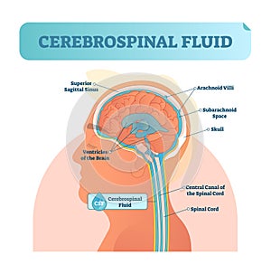 Cerebrospinal fluid vector illustration. Anatomical labeled diagram - human superior sigittal sinus and spinal cord central canal. photo