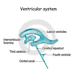 Cerebrospinal fluid and Ventricular system