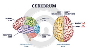 Cerebrum brain structure from lateral and superior view outline diagram