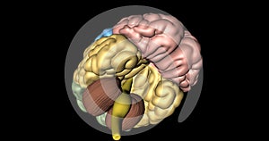 Cerebrum, cerebellum and medulla oblongata in rotation seen from below