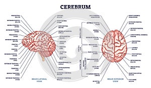 Cerebrum structure and human brain sections and parts anatomy outline diagram