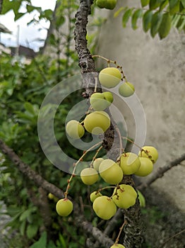 Ceremai fruit