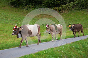 Ceremonial driving down of cattle from the mountain pastures, with flowers decorated cows