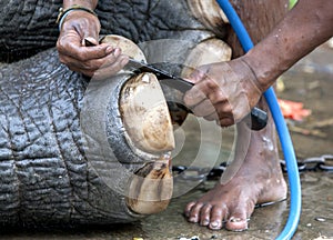 A ceremonial elephant has its nails manicured by its mahout.