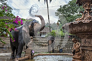 A ceremonial elephant in Sri Lanka.