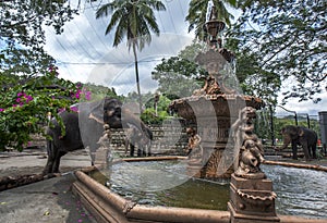 Ceremonial elephants at Kandy in Sri Lanka.