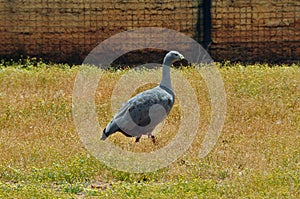 Cereopsis goose photo
