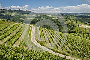 Ceretto Winery Vineyards in Alba District