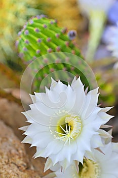 Cereus cactus photo