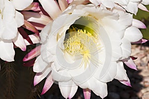Cereus cactus blossoms photo