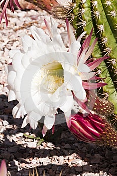 Cereus cactus blossoms photo
