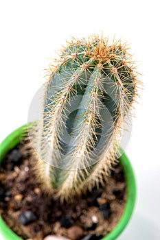 Cereus Cactus close-up in green flower pot on white background