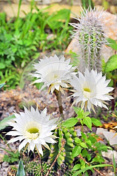 Cereus cactus flower photo