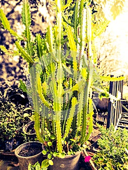 Cereus hexagonus photo